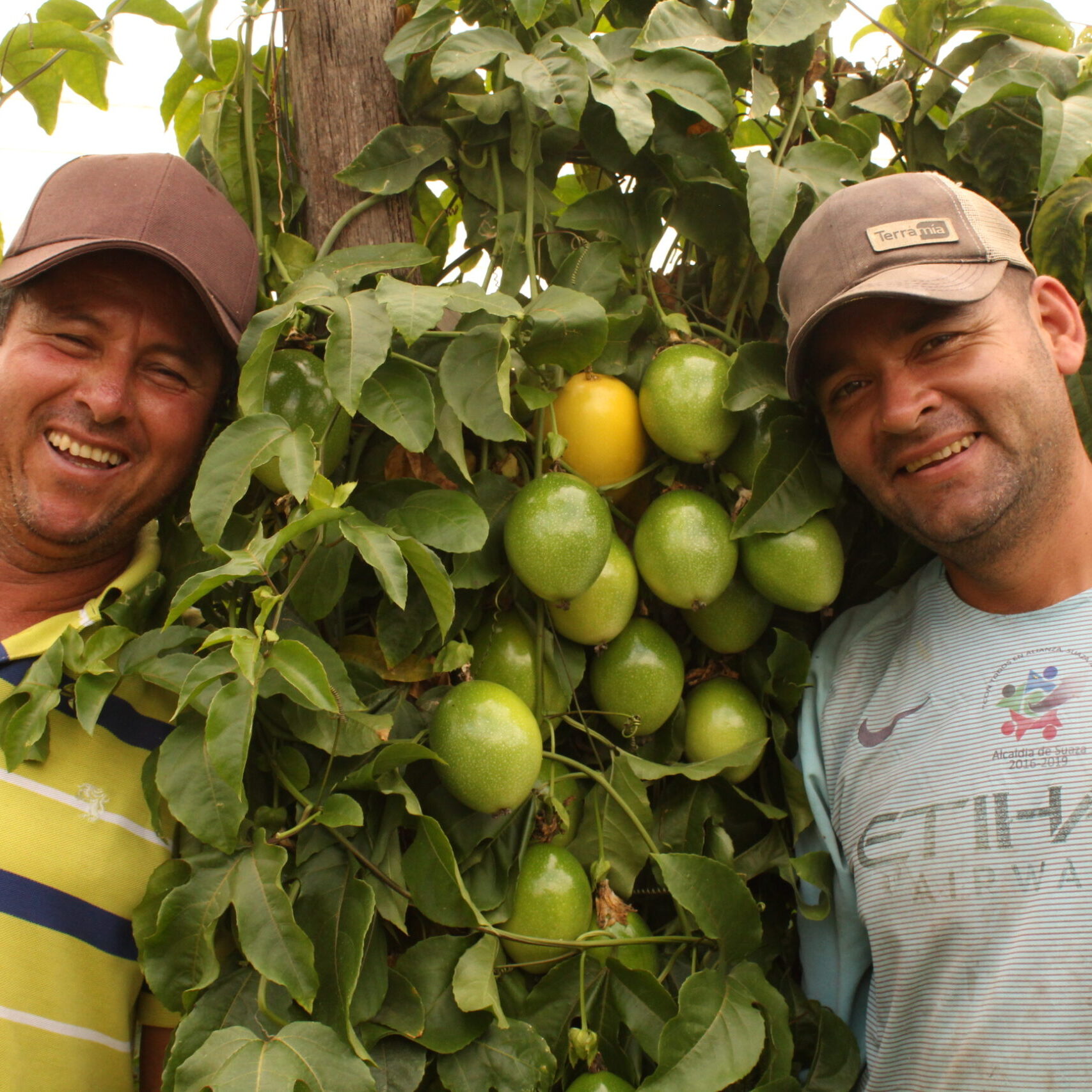 Fruitologist